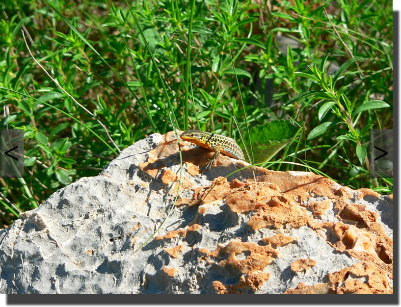 Podarcis melisellensis